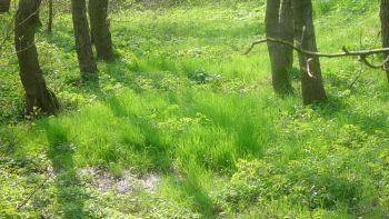 Feuchter Wiesengrund in Lugau | Foto: W. Frech